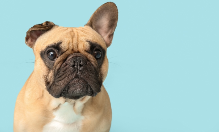 french bulldog
