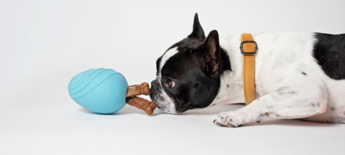 search image 2 5 Brain-Boosting Games Your Dog Will Love 2