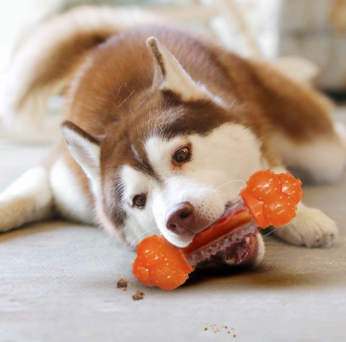 Siberian Husky chewing on Sneaky Snacker dog treat toy