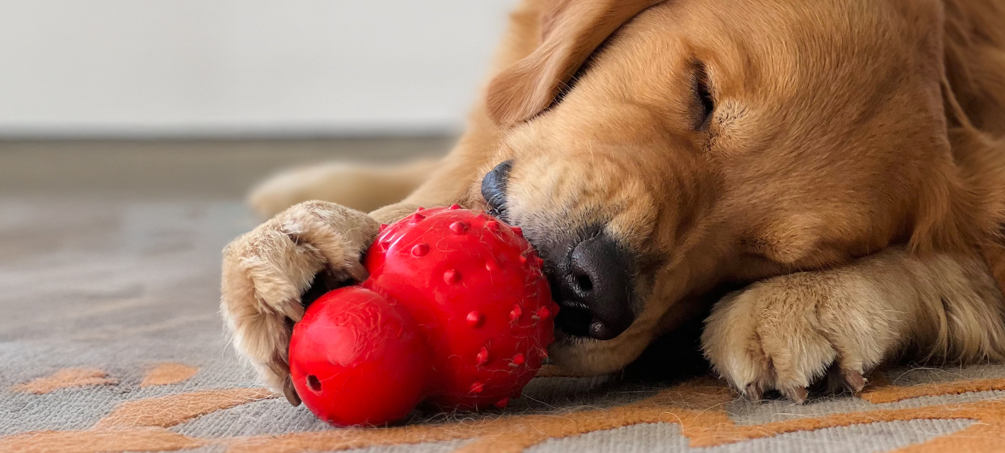 dog with red stuffable cone