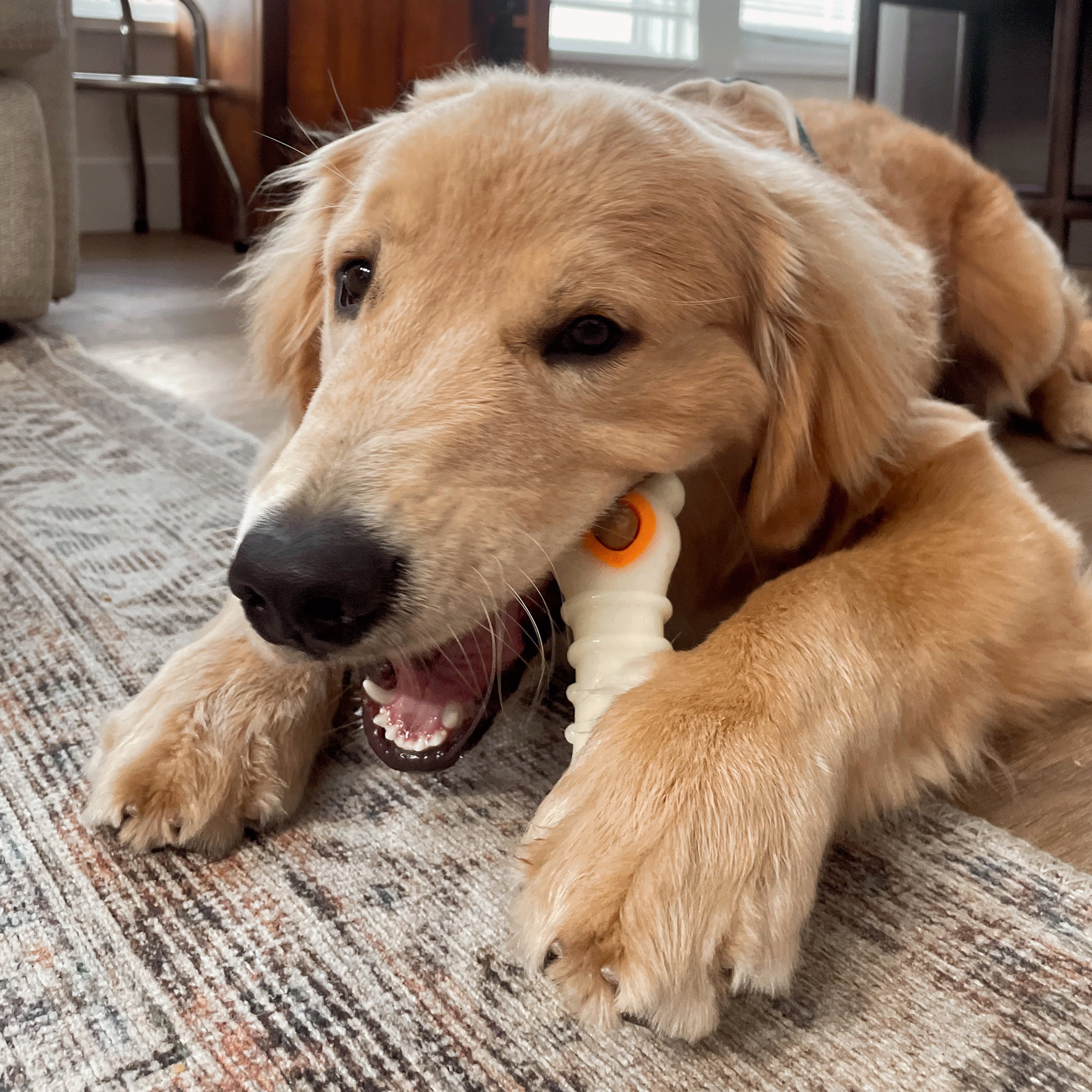 dog chewing pop in treat toy