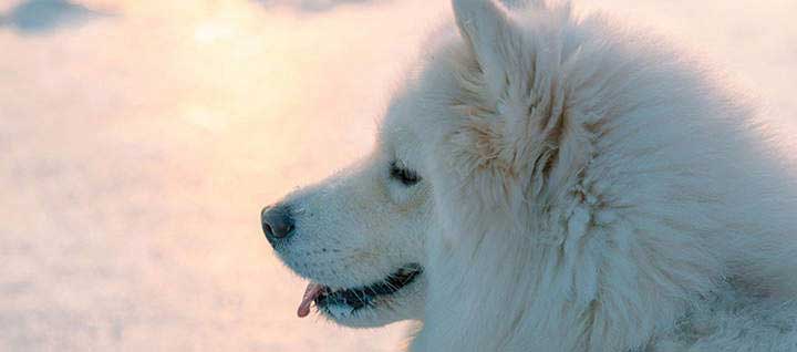 American Eskimo Dog Breed Origin