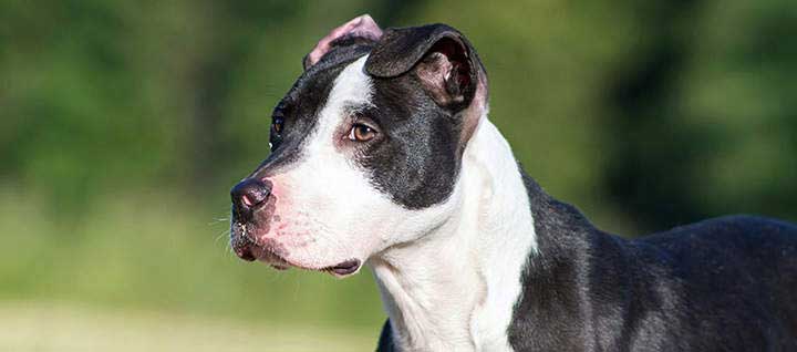 American Pit Bull Terrier Dog Breed, Origin, History, Personality & Care  Needs