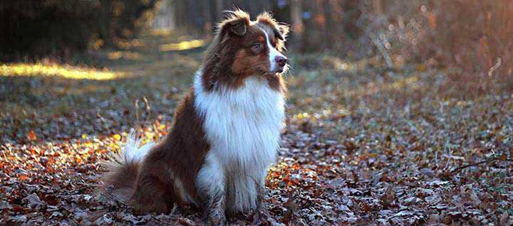 Australian Shepherd Dog Breed, Origin, History, Personality & Care Needs