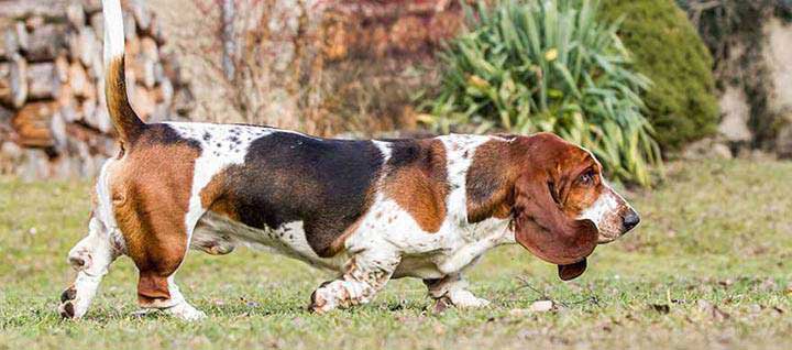 are basset hounds good pets