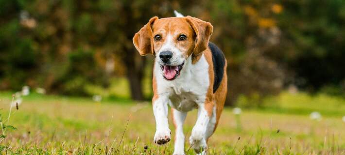 what is the personality of a beagle dog