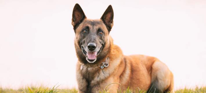Belgian Malinois
