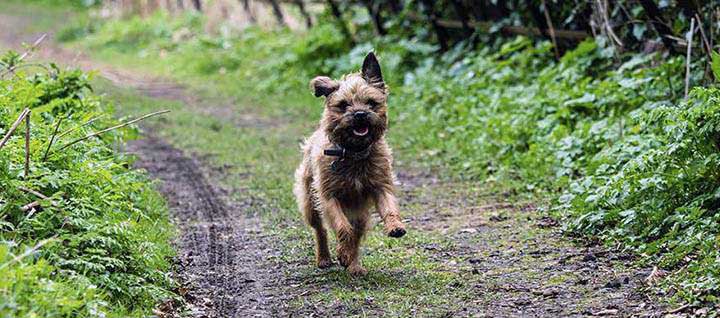 are border terriers double coated