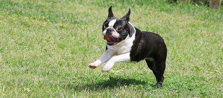 what breed is the boston terrier