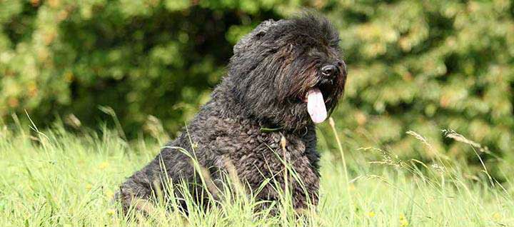 bouvier des flandres