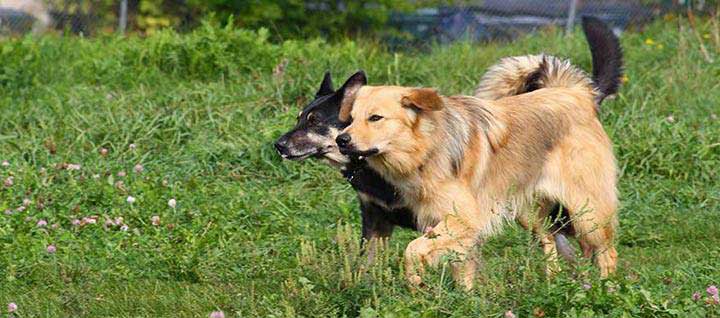 Two Chinooks walking on grass.