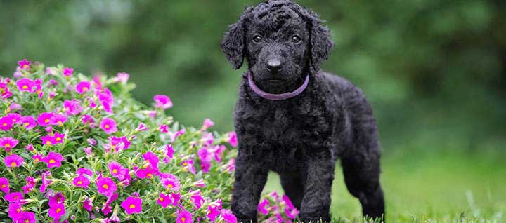 are curly coated retriever good with kids