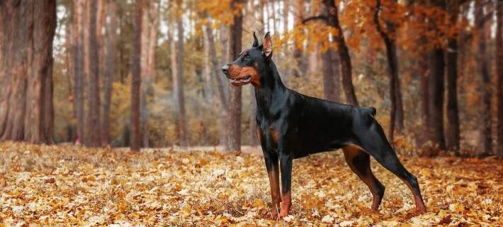 what breeds were usedto make up the doberman