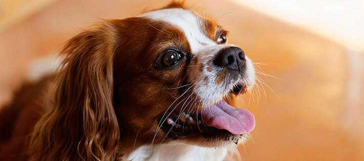 English Toy Spaniel Dog Breed Origin