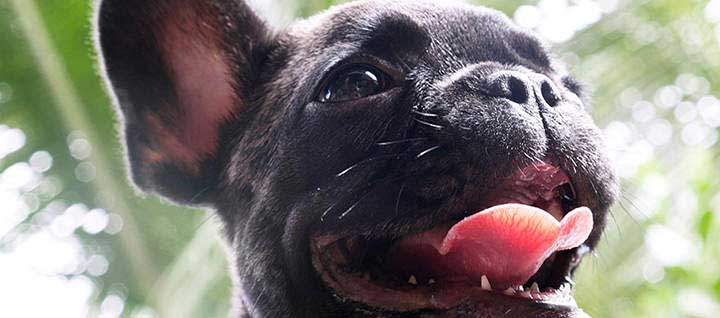 A French Bulldog with its tongue out.