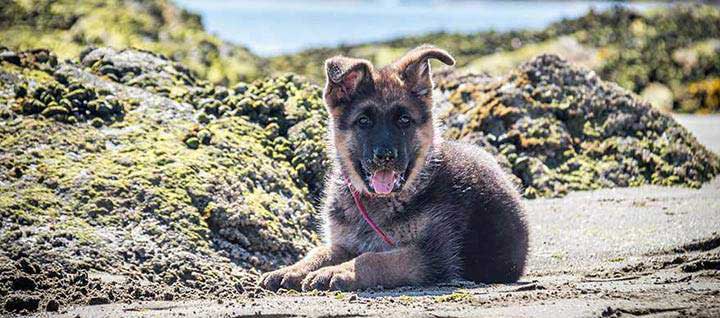 A German shepherd lying down on sand with it's tongue out.