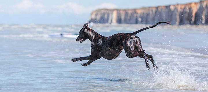 A Greyhound leaping through water.