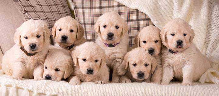 Eight Labrador puppies on a couch.