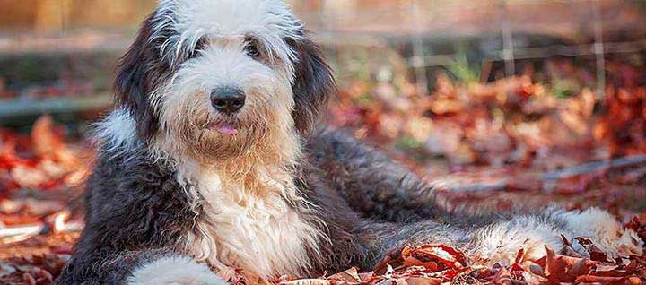 Old English Sheepdog Dog Breed - Facts and Traits