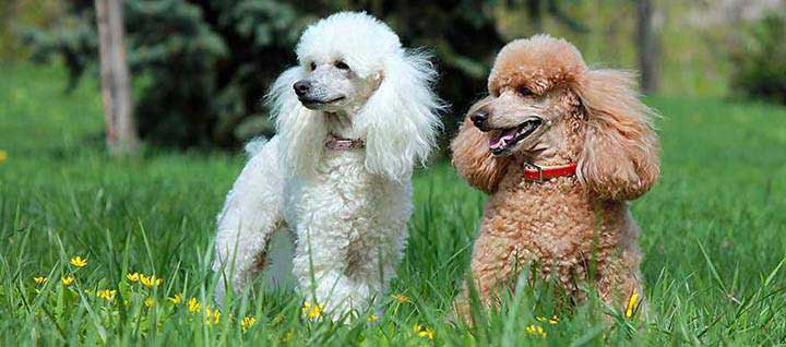 https://www.nylabone.com/-/media/project/oneweb/nylabone/images/dog101/breeds-a-z/poodle.jpg