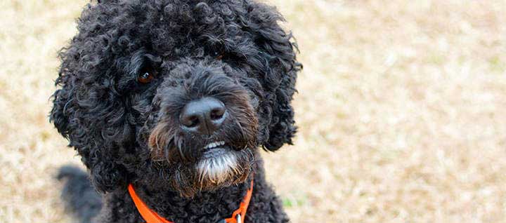 how much portuguese water dog