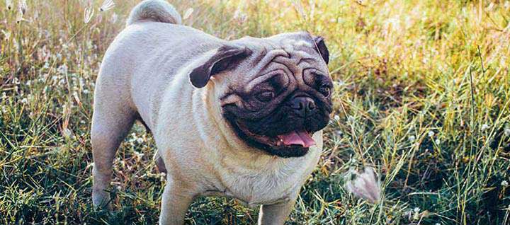 Pug Dog Breed Information