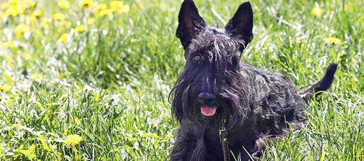A black Scottish terrier lying down in grass and flowers.
