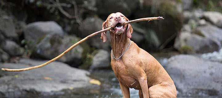 A Vizsla dog sitting on rocks with a long stick in its mouth.