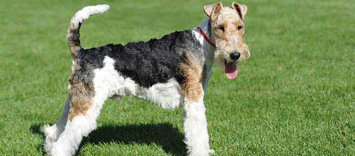 A wire fox terrier standing on grass with its tongue out.