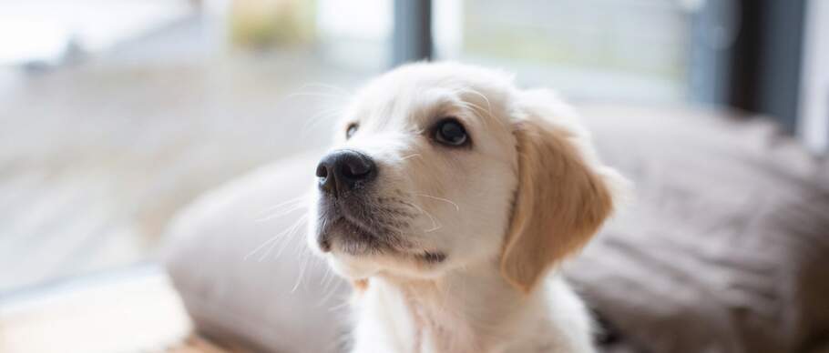 Golden Retriever puppy looking up