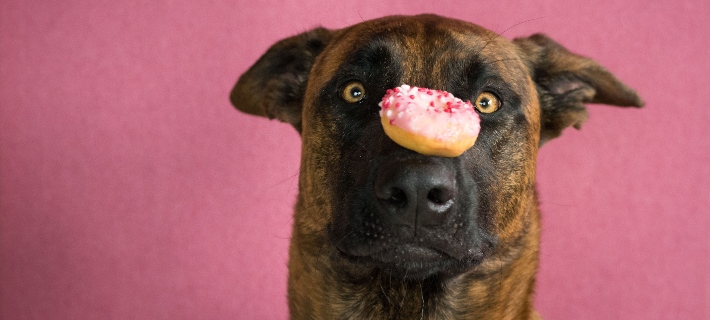 dog with donut on nose