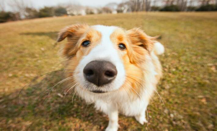 border collie nose