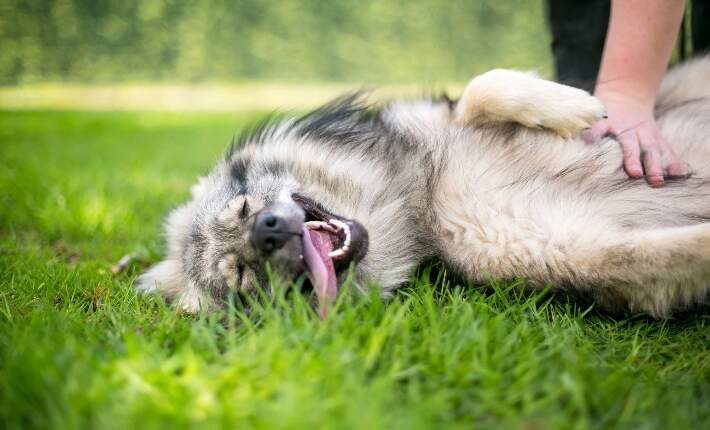 dog belly rub