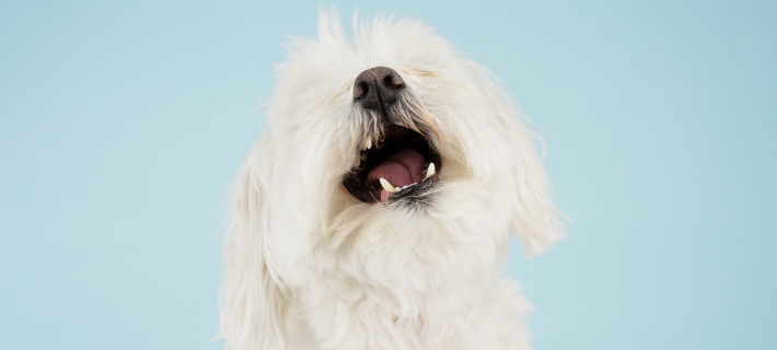 white dog with its mouth open