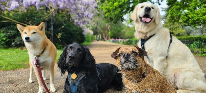 four dogs posing for a photo on park sidewalk