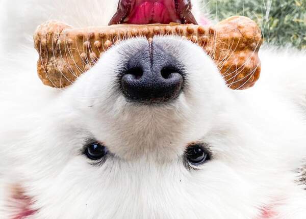 dog-natural-nubz