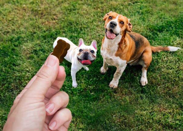 dogs-chewy-bites
