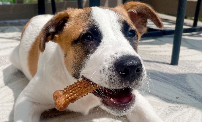 Dog eating a Nubz chew treat