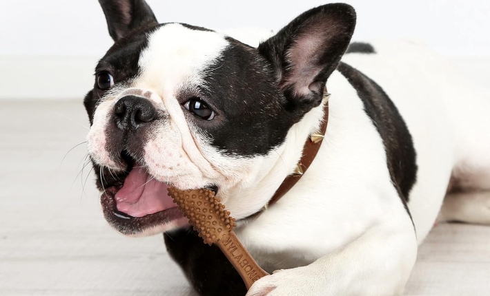 Dog eating Nutri Dent chew treat