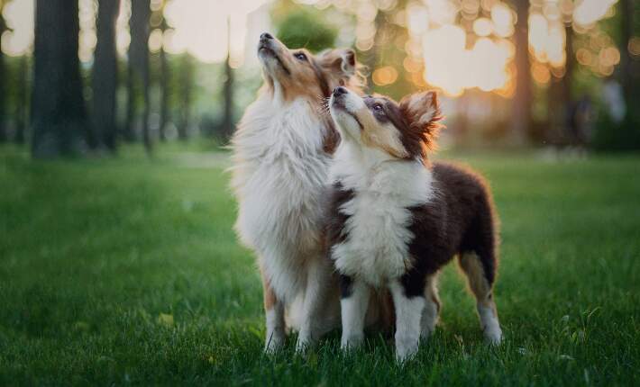 puppy-and-adult-dog
