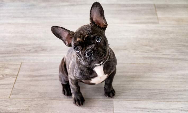 puppy-bulldog
