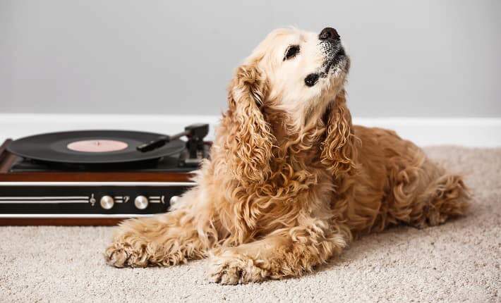 dog laying next to record player