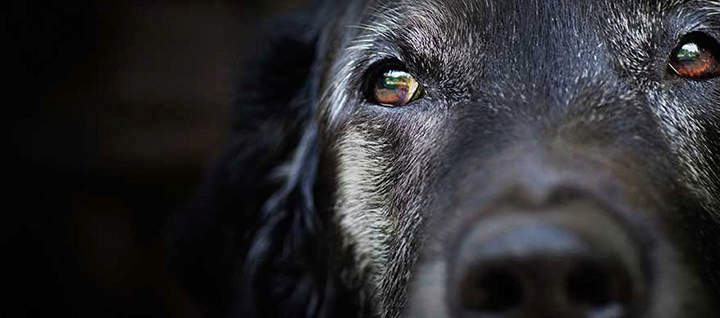 Common health issues in senior dogs