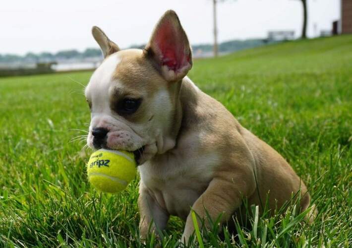 puppy on grass with tennis gripz
