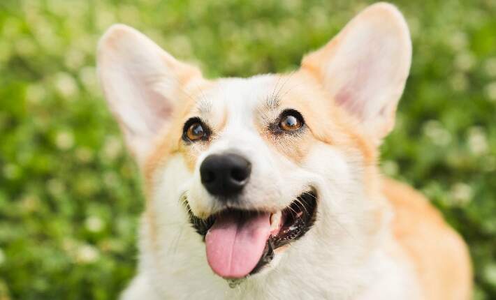 corgi looking up