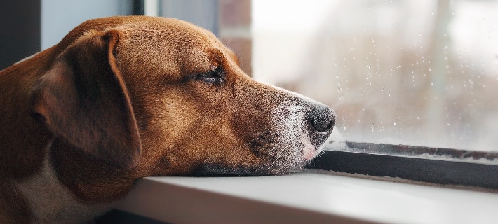 sad dog looking out window