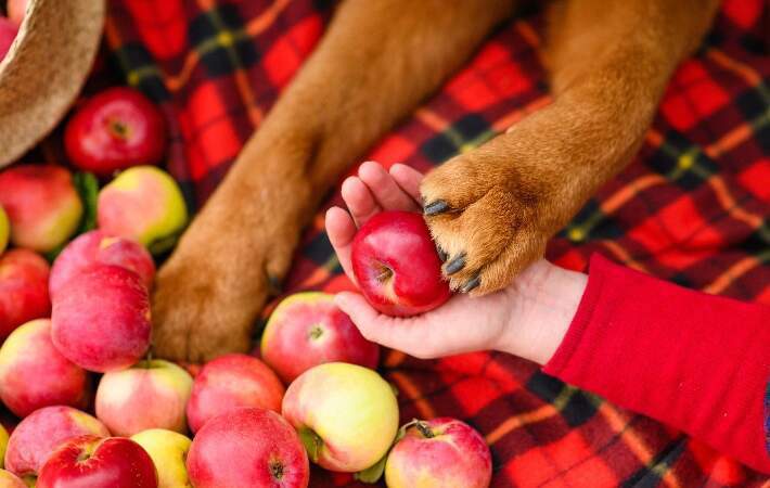 dog picnic with apples