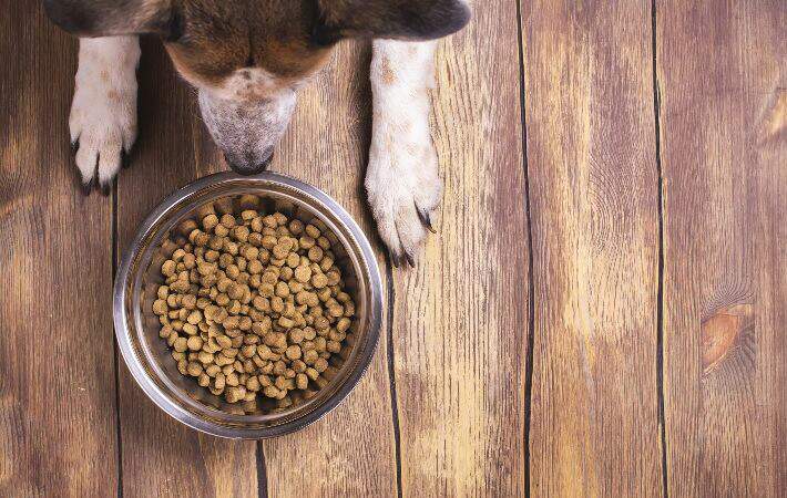Do Dogs Have Taste Buds 7 Flavor Facts Nylabone