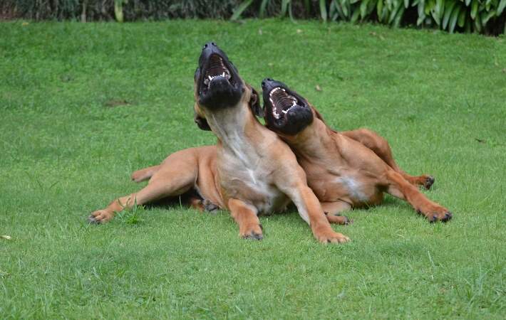 two dogs laughing on grass