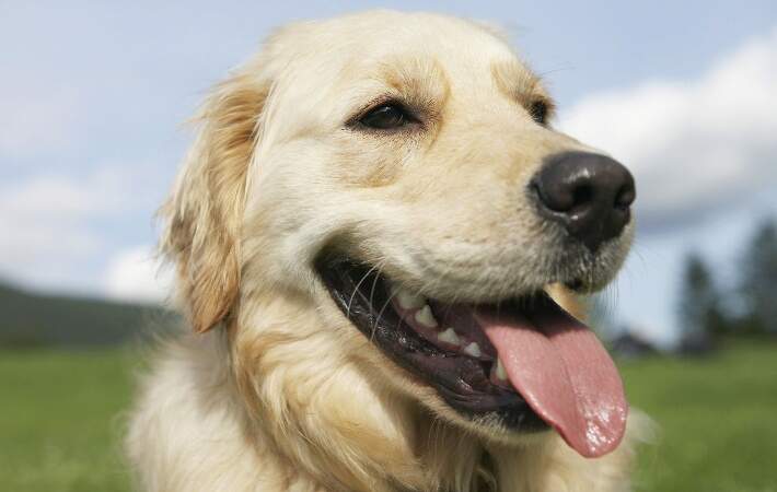 golden retriever panting outside